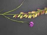 Polygala major