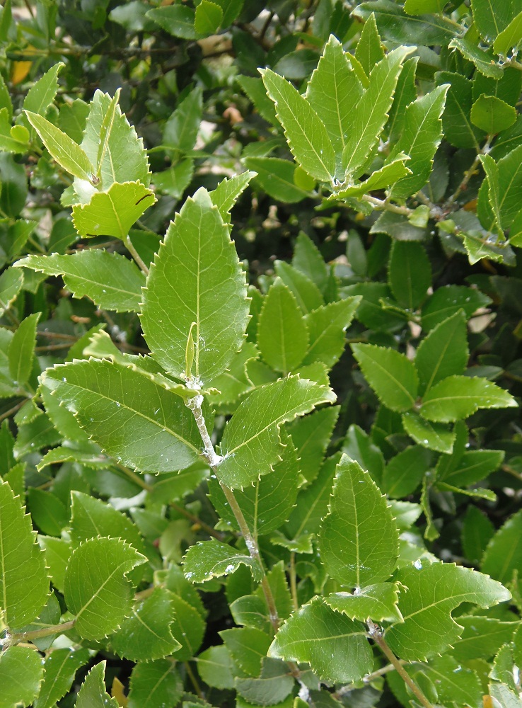 Изображение особи Quercus ilex.