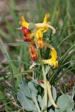 Corydalis sewerzowii. Верхушка цветущего растения. Южный Казахстан, вершина 797.3 0.5 км западнее шоссе Корниловка-Пестели. 28.03.2013.