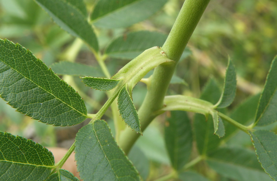 Image of genus Rosa specimen.