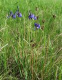 Iris sibirica