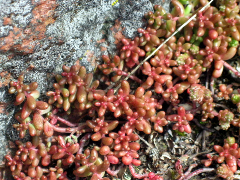 Изображение особи Sedum album.