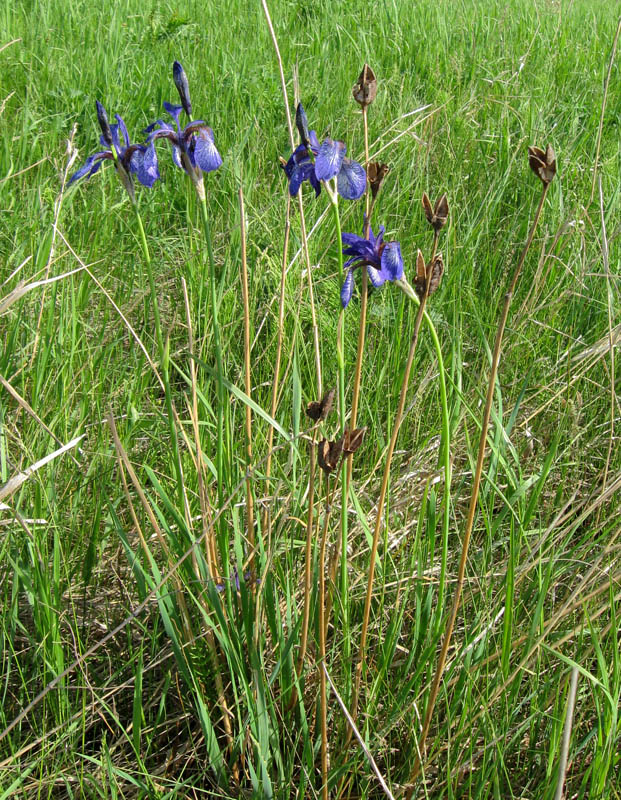 Изображение особи Iris sibirica.