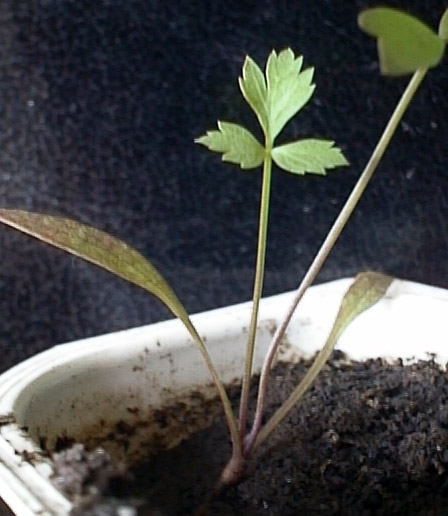 Изображение особи Levisticum officinale.