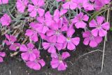 Dianthus repens