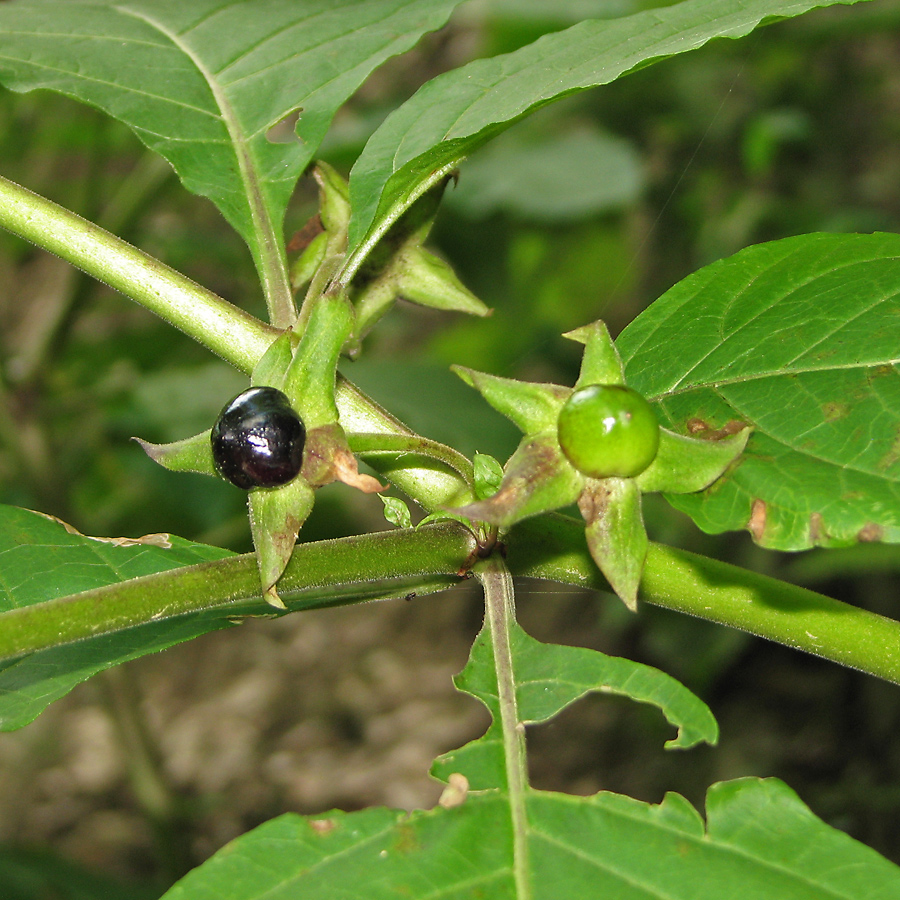 Image of Atropa bella-donna specimen.