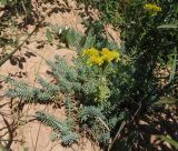 Sedum reflexum