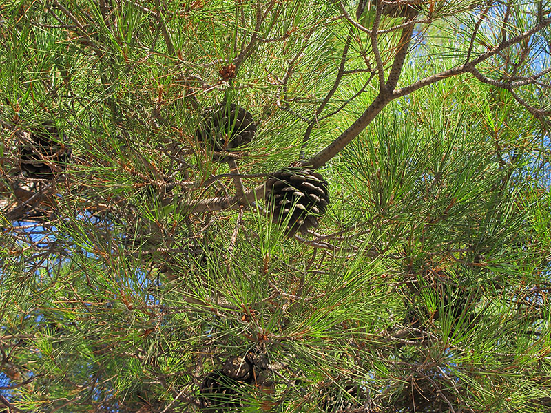 Изображение особи Pinus pityusa.