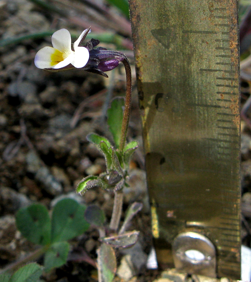 Изображение особи Viola arvensis.