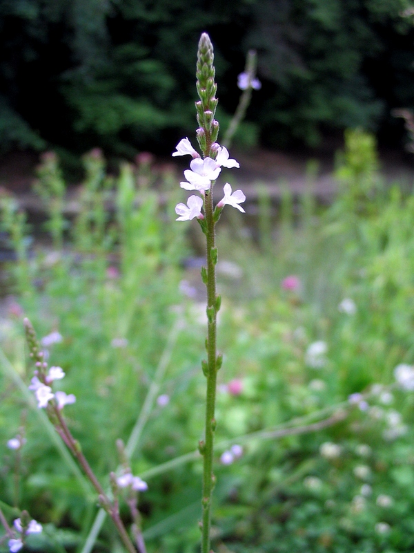 Изображение особи Verbena officinalis.