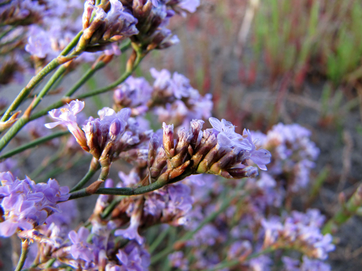 Image of Limonium &times; erectiflorum specimen.