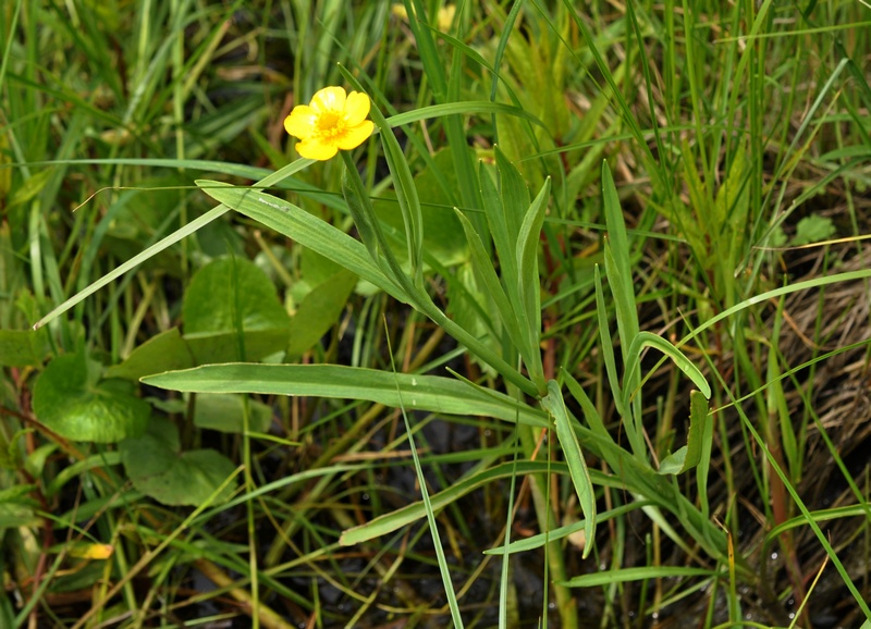 Изображение особи Ranunculus amurensis.