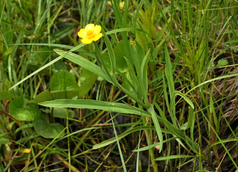Image of Ranunculus amurensis specimen.