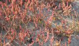 Salicornia perennans