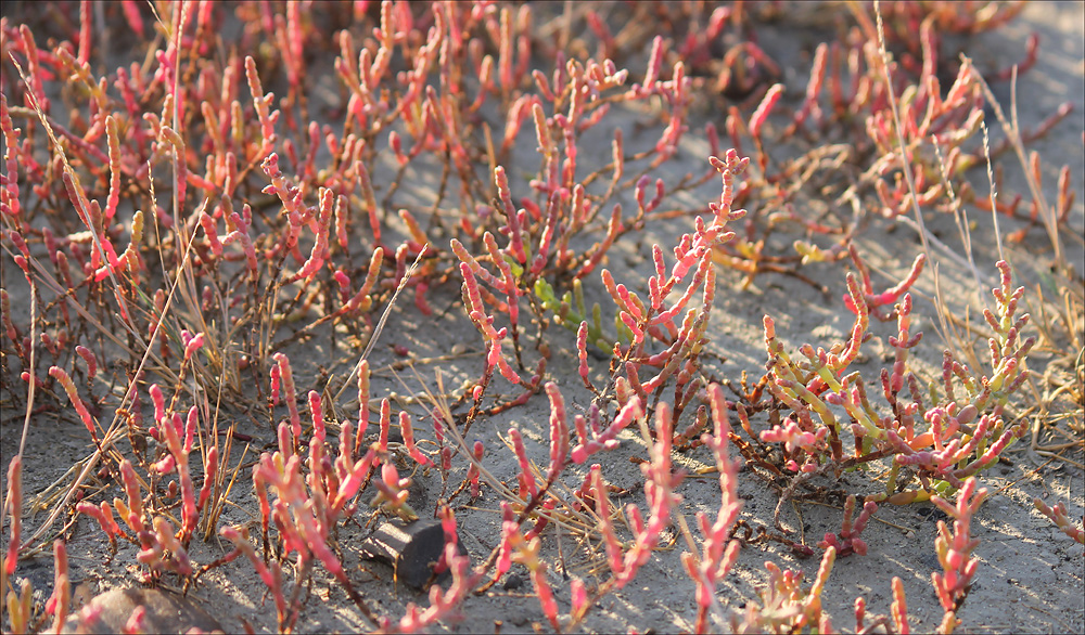 Изображение особи Salicornia perennans.