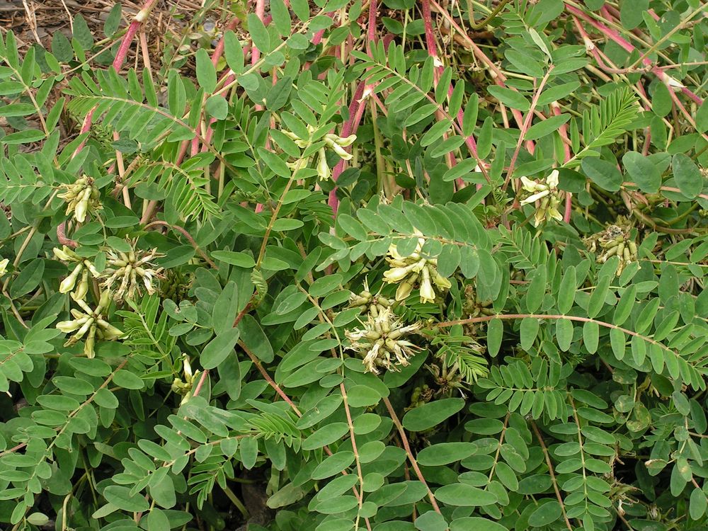 Изображение особи Astragalus schelichowii.