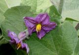 Solanum melongena. Цветки и листья. Германия, г. Дюссельдорф, Ботанический сад университета. 14.08.2013.