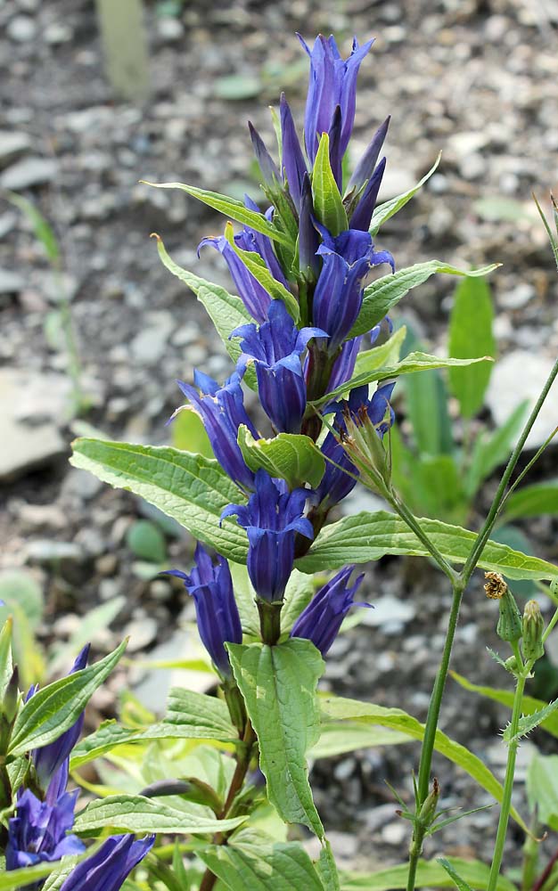 Image of Gentiana asclepiadea specimen.