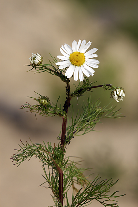 Изображение особи Tripleurospermum inodorum.