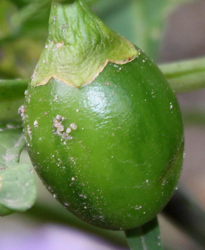 Изображение особи Solanum laciniatum.