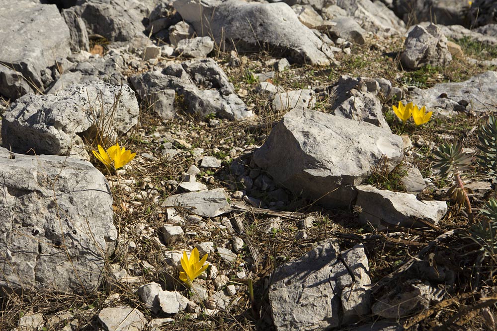 Image of Sternbergia lutea specimen.