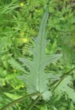 Cirsium schantarense