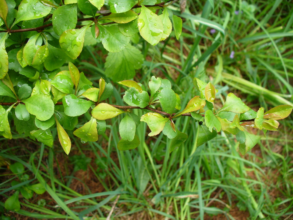 Image of Chaenomeles japonica specimen.