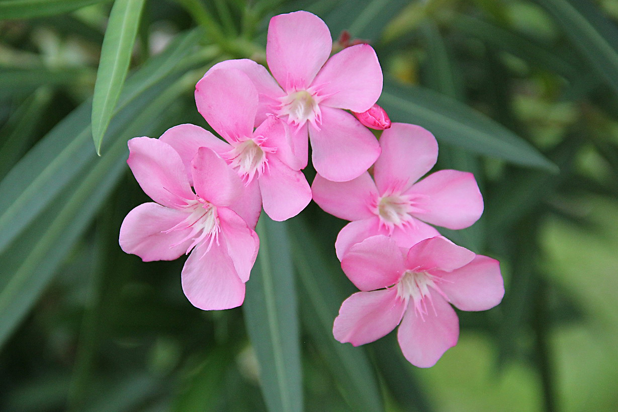 Изображение особи Nerium oleander.