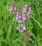 Stachys aspera. Верхушки цветущих растений. Иркутская обл., Иркутский р-н, левый берег р. Иркут, сырой луг. 13.07.2013.