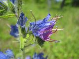 Echium vulgare