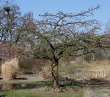 Prunus serrulata. Растение, выходящее из состояния зимнего покоя ('Shirotae'). Германия, г. Дюссельдорф, Ботанический сад университета. 10.03.2014.