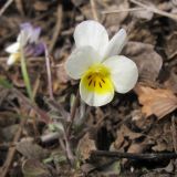 Viola hymettia