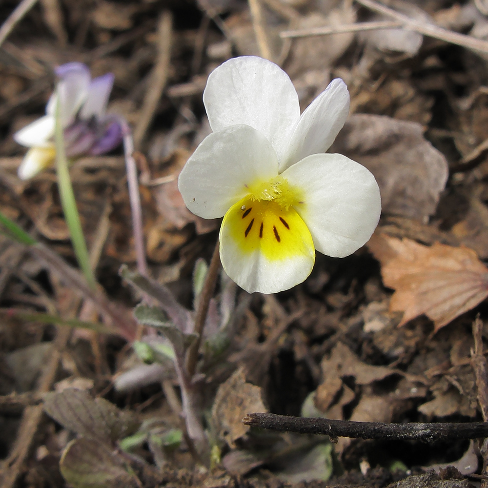 Image of Viola hymettia specimen.