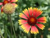 Gaillardia aristata