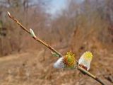 Salix schwerinii