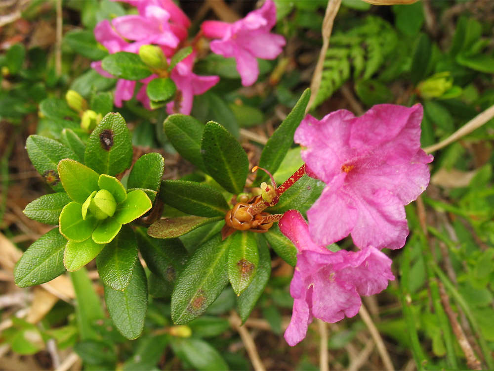 Изображение особи Rhododendron kotschyi.