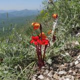 Phelypaea coccinea. Цветущие растения (на Centaurea declinata). Краснодарский край, Абинский р-н, хр. Грузинка, гора Шизе. 10.05.2014.