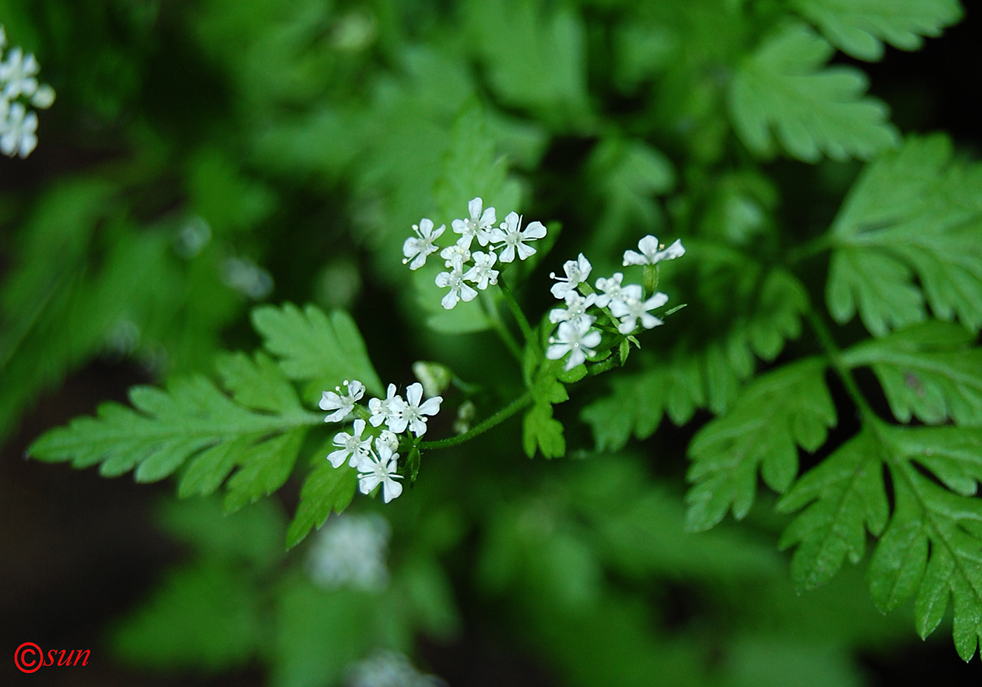 Изображение особи Anthriscus cerefolium.