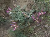 Astragalus rostratus. Цветущее растение. Азербайджан, Лерикский р-н, с. Госмальян. 03.05.2014.