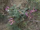 Astragalus rostratus