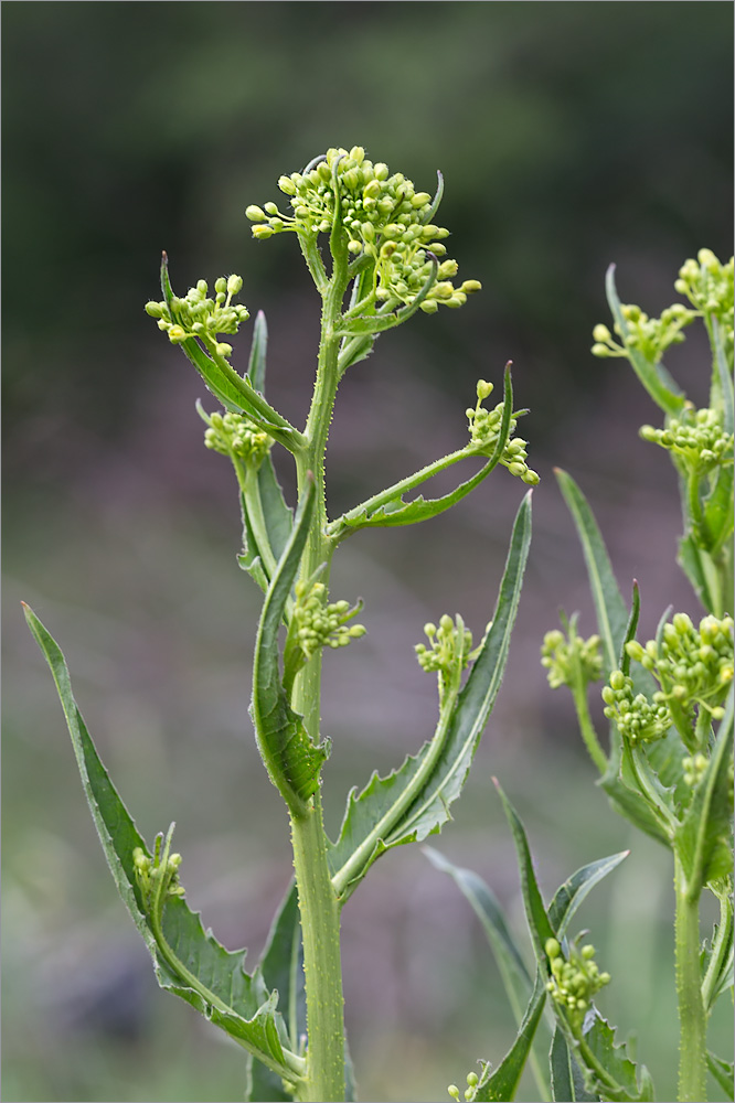 Image of Bunias orientalis specimen.