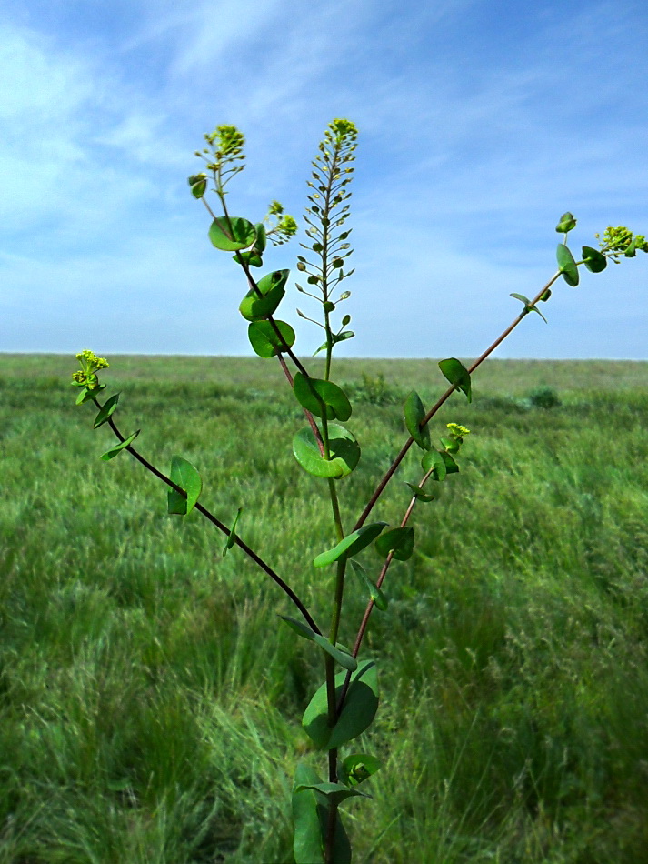 Изображение особи Lepidium perfoliatum.