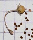 Anagallis arvensis