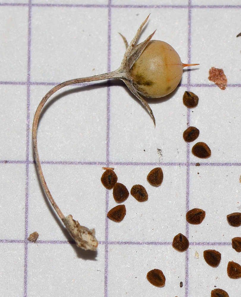 Image of Anagallis arvensis specimen.