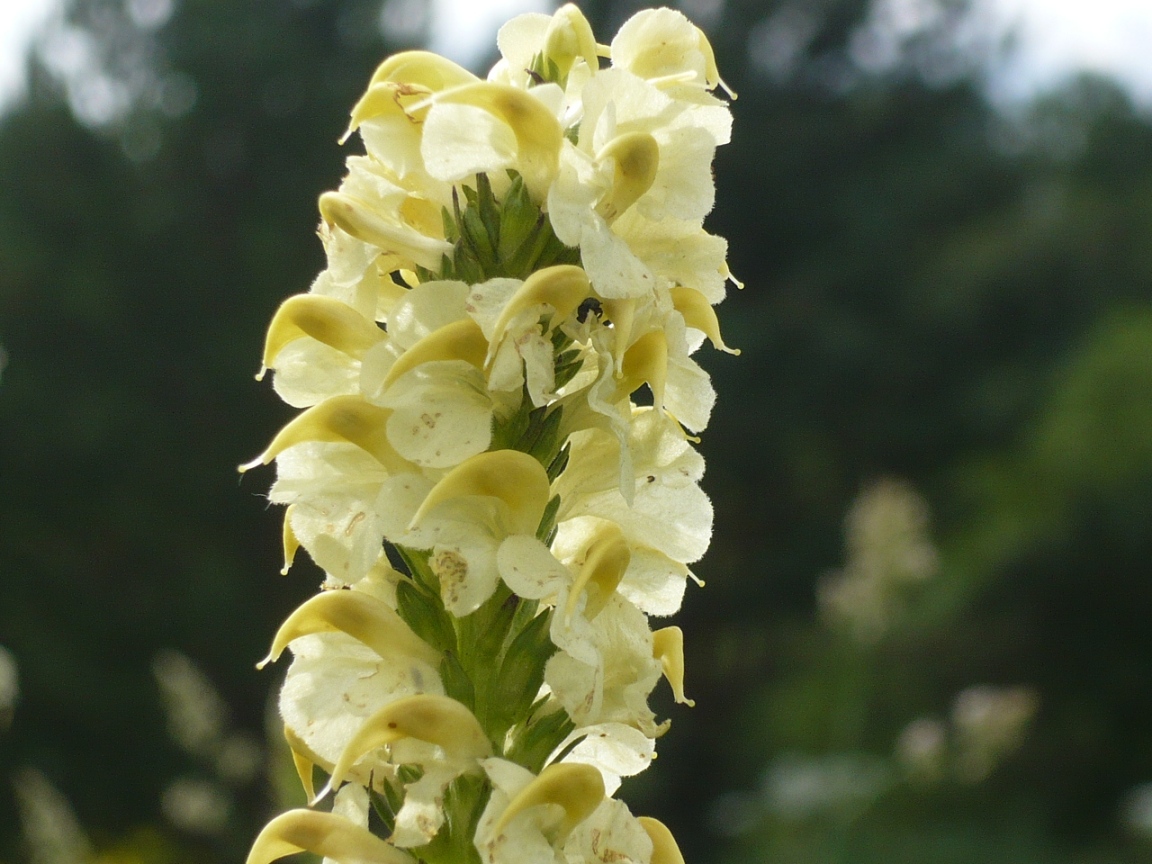 Изображение особи Pedicularis incarnata.