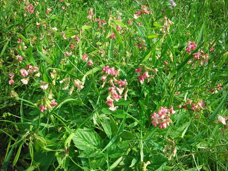 Изображение особи Lathyrus sylvestris.