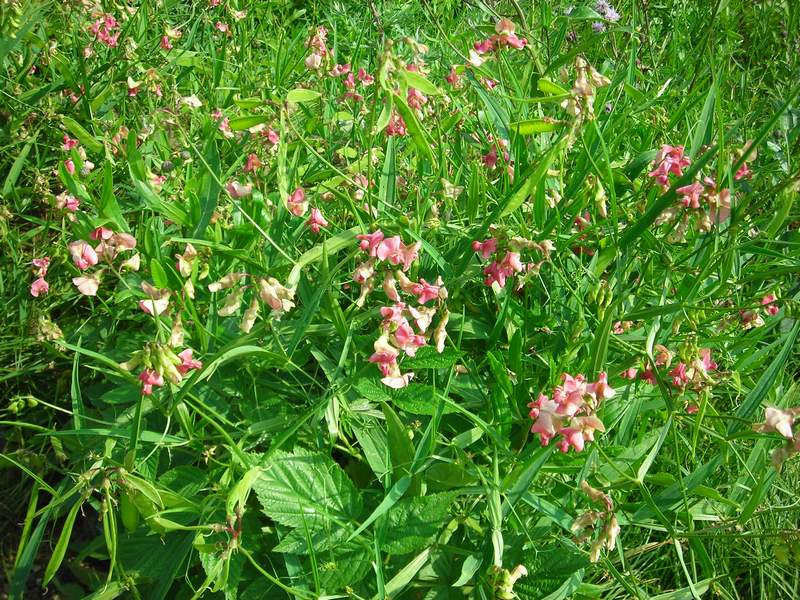 Изображение особи Lathyrus sylvestris.