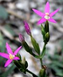 Centaurium pulchellum