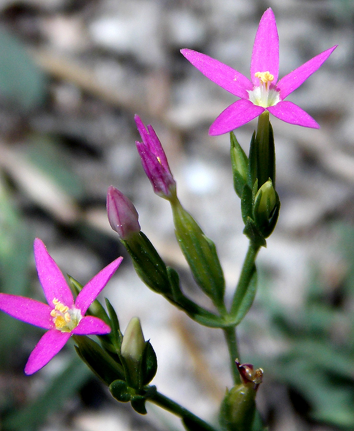 Изображение особи Centaurium pulchellum.