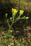 genus Hieracium. Верхушка цветущего растения. Крым, окр. Феодосии, гора Эчкидаг, поляна в дубовом лесу. 26 июля 2014 г.